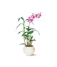 Dendrobium Orchid